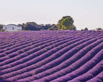 Lavendar